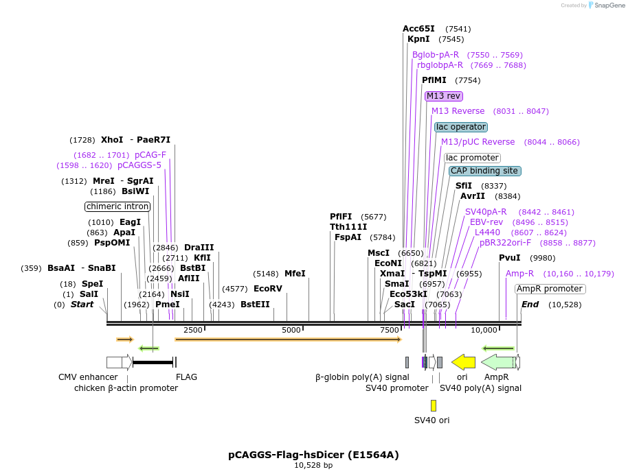 56511_map