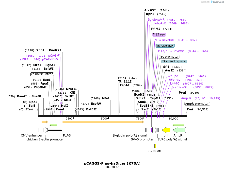 56513_map