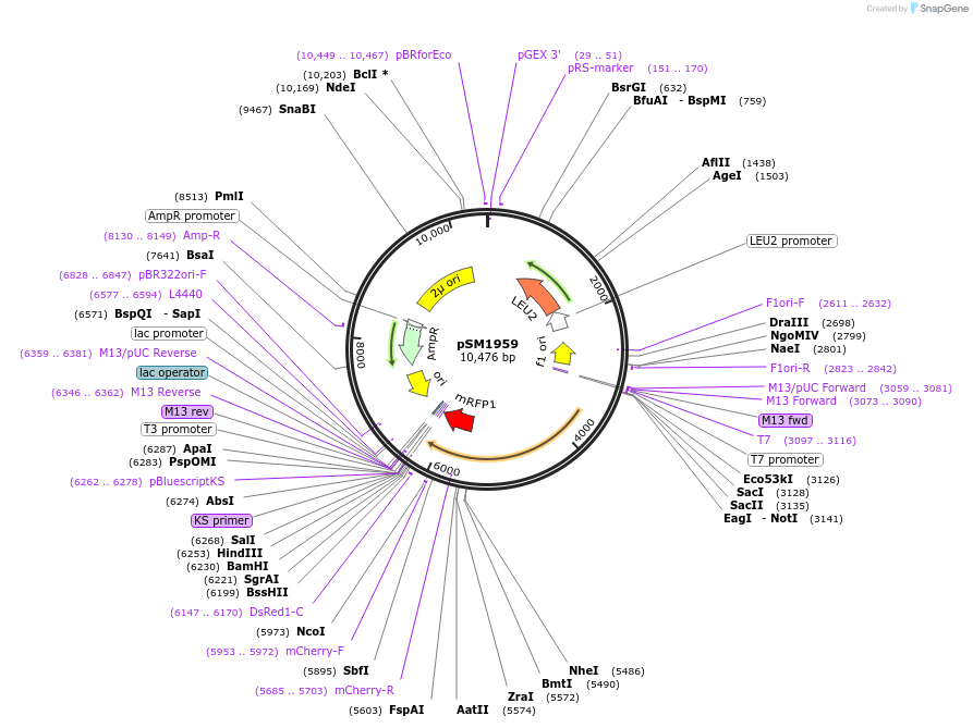 41837-plasmid-map-sequence-id-56516