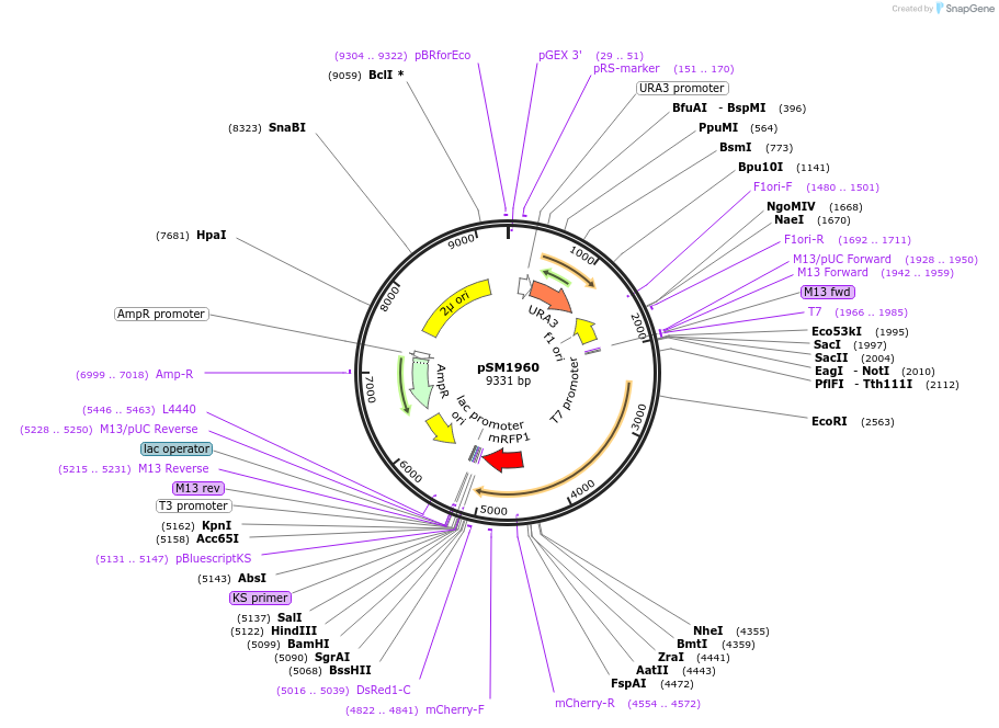 41842-plasmid-map-sequence-id-56517