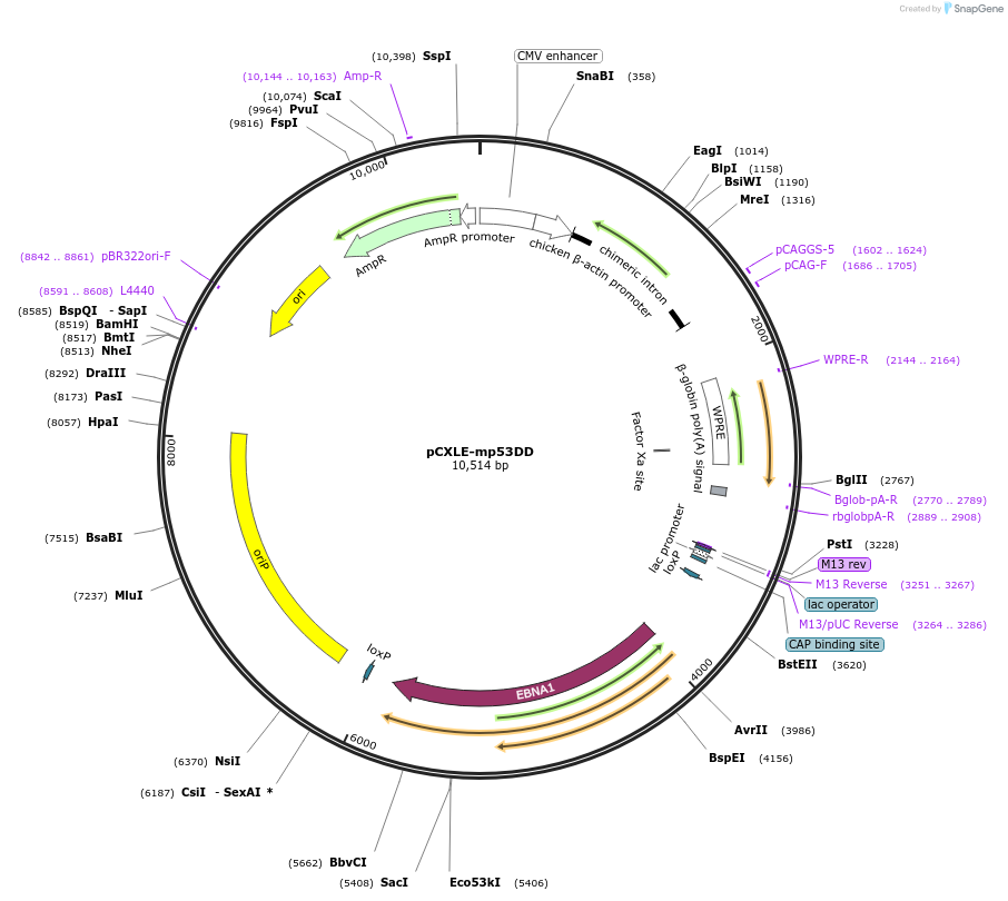 41859-plasmid-map-sequence-id-56653