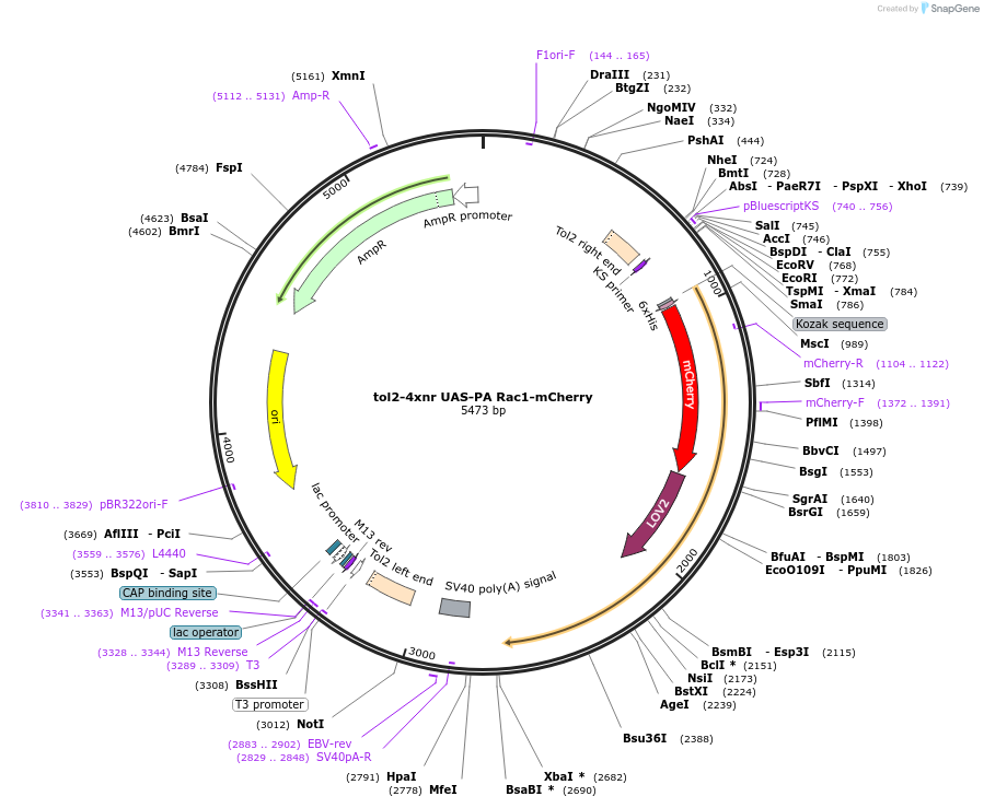 41878-plasmid-map-sequence-id-56671