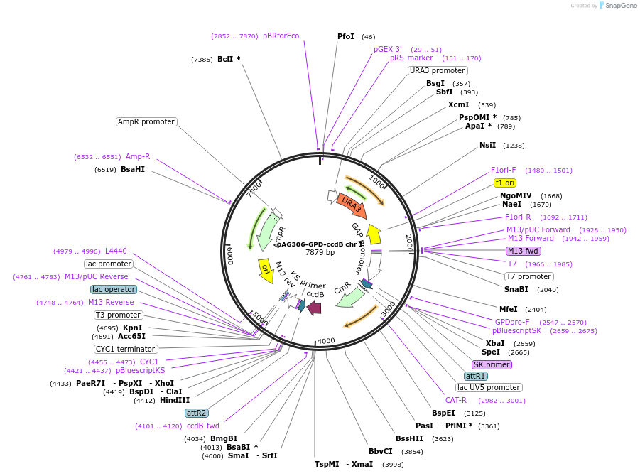 41894-plasmid-map-sequence-id-56696