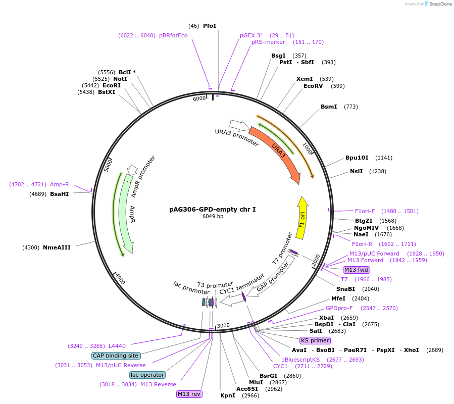 41895-plasmid-map-sequence-id-56697