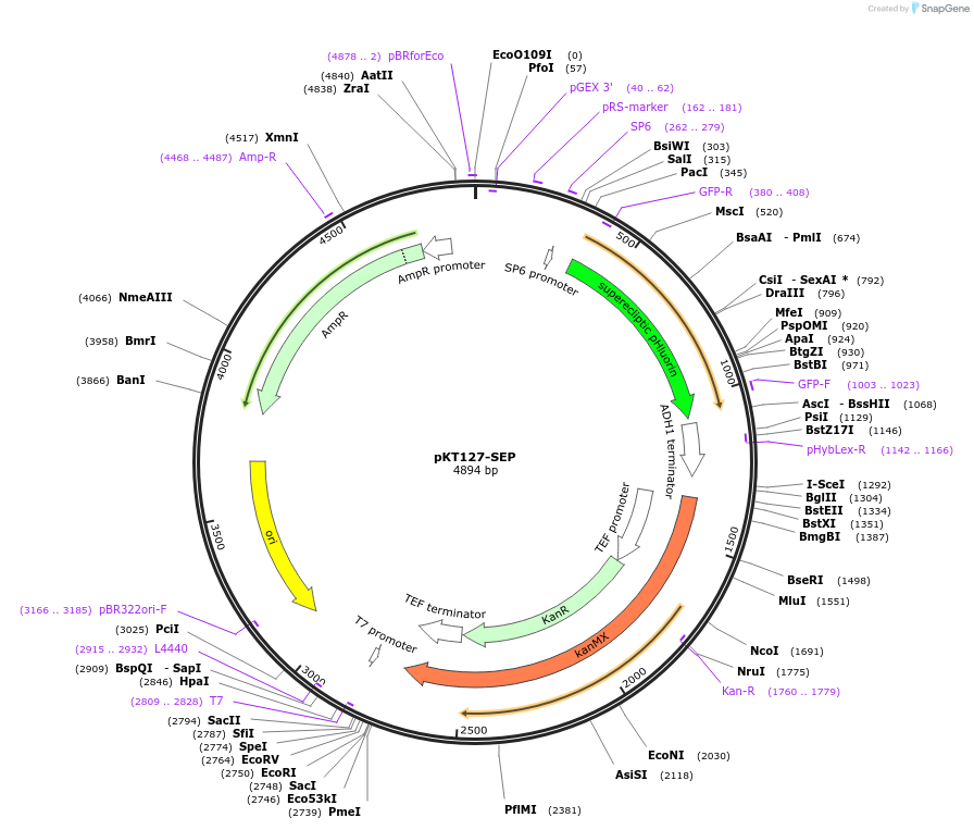 41899-plasmid-map-sequence-id-56701