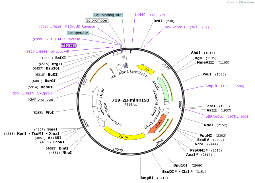 40610-plasmid-map-sequence-id-56722