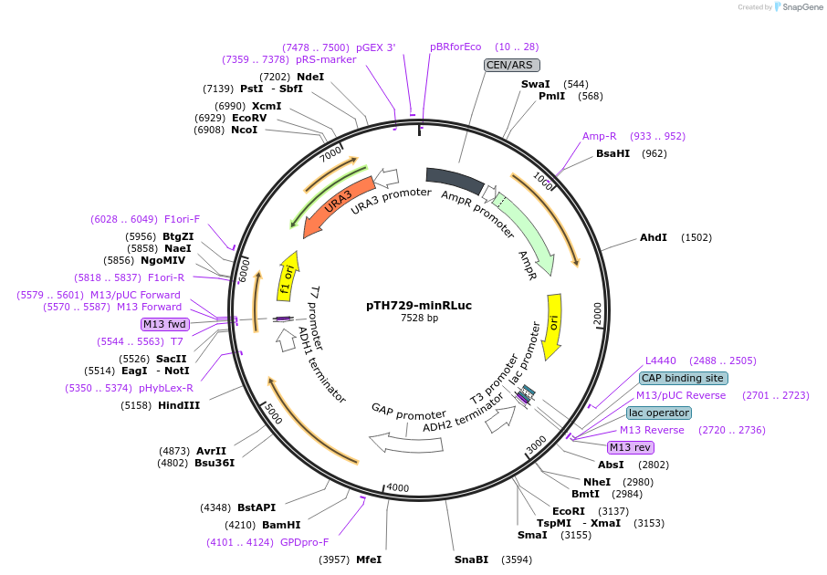 38225-plasmid-map-sequence-id-56724