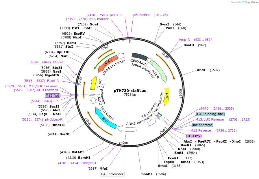 38226-plasmid-map-sequence-id-56725