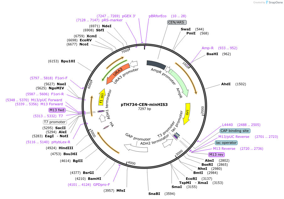 38227-plasmid-map-sequence-id-56726