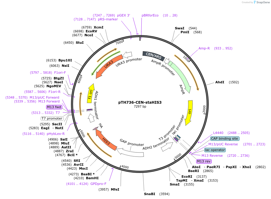 38228-plasmid-map-sequence-id-56727