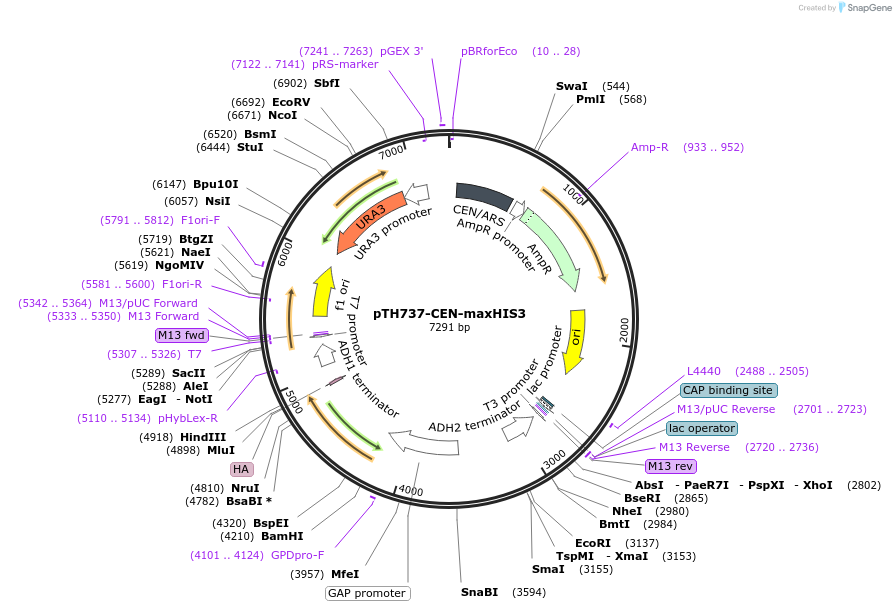 38229-plasmid-map-sequence-id-56728