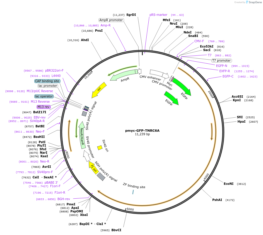 41999-plasmid-map-sequence-id-56743
