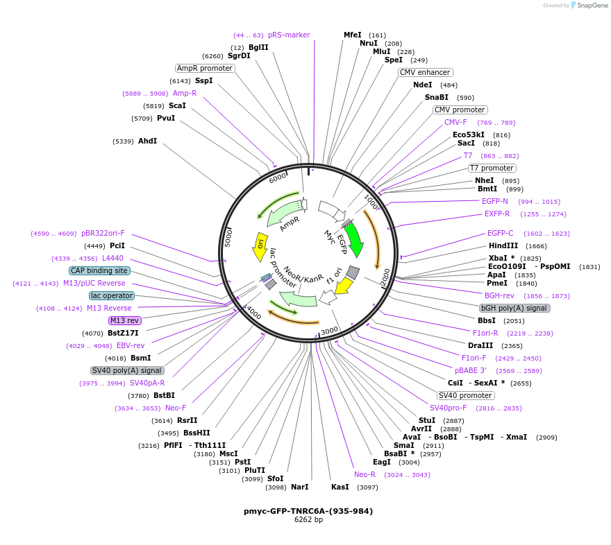 42029-plasmid-map-sequence-id-56761
