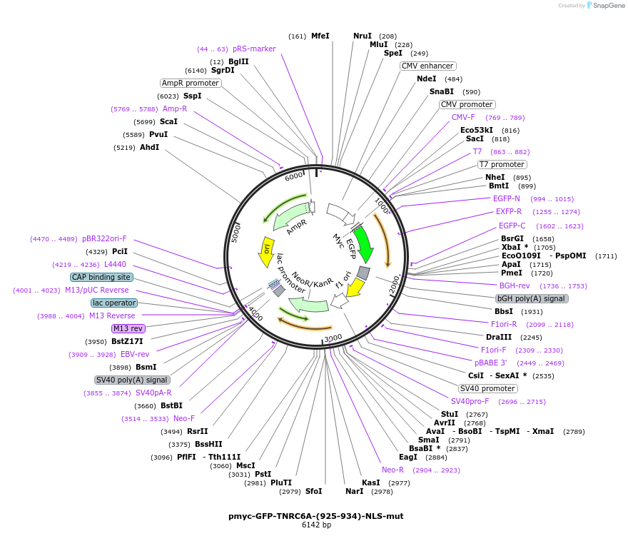 42020-plasmid-map-sequence-id-56762