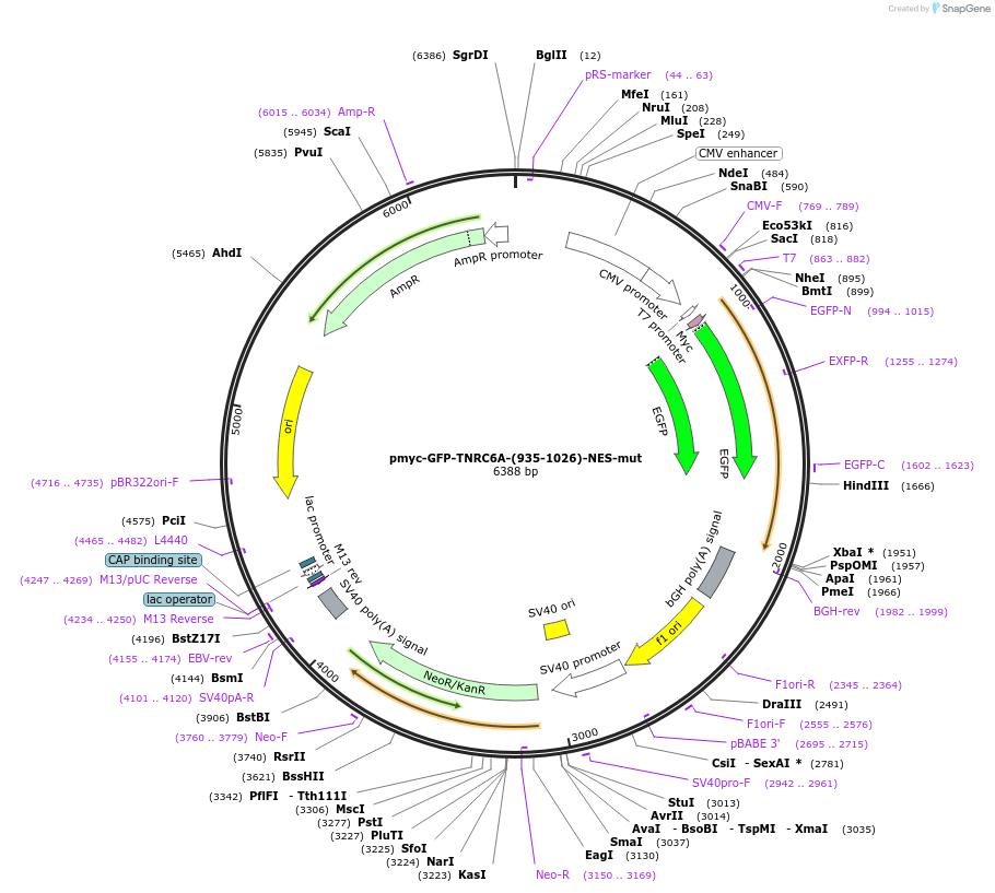 42021-plasmid-map-sequence-id-56763