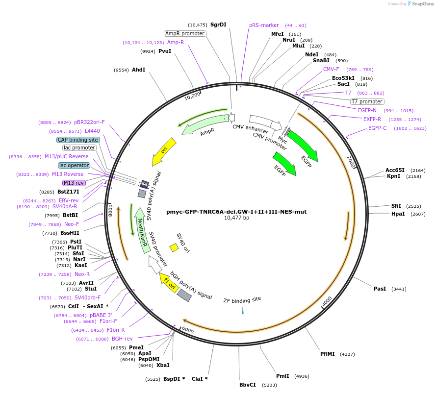 42040-plasmid-map-sequence-id-56797