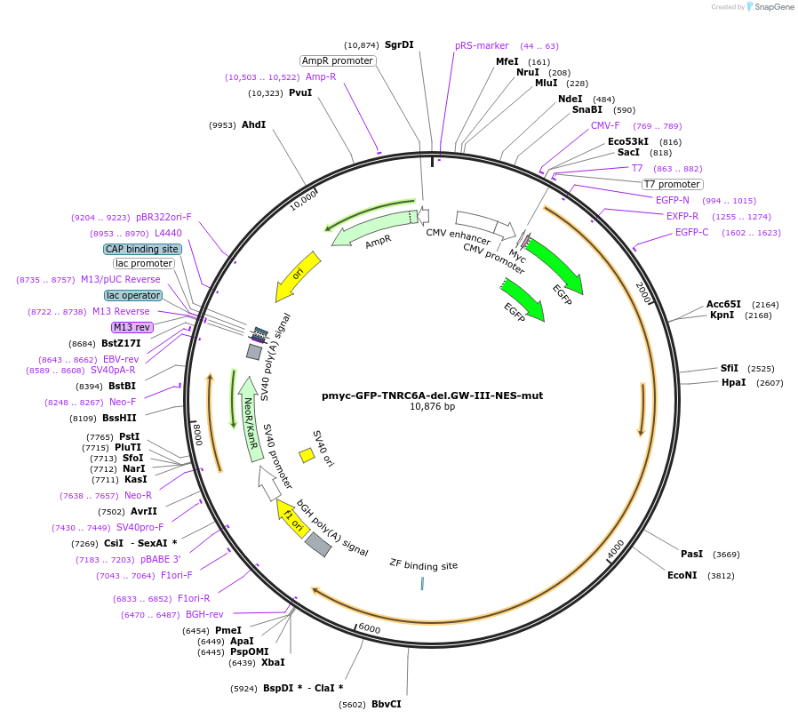 42041-plasmid-map-sequence-id-56801