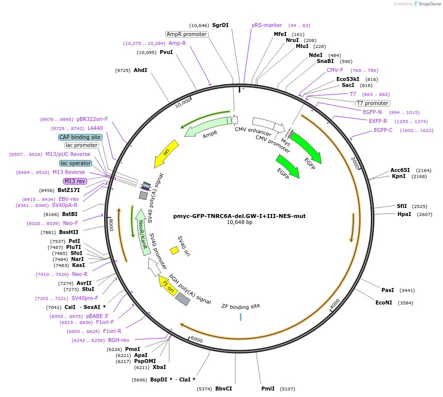 42042-plasmid-map-sequence-id-56802