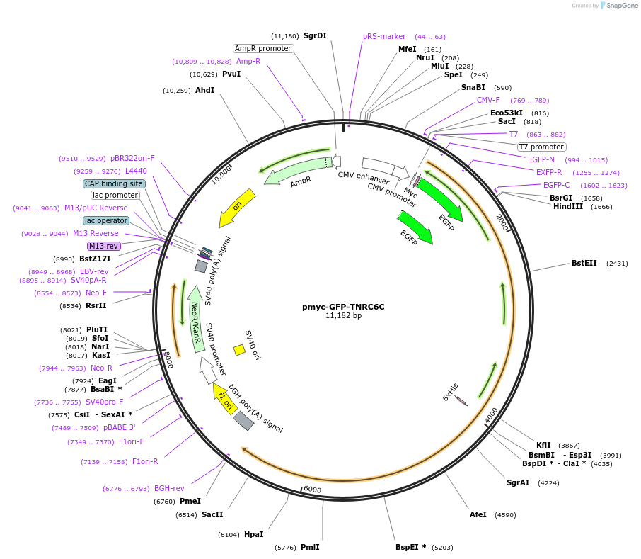 42023-plasmid-map-sequence-id-56806