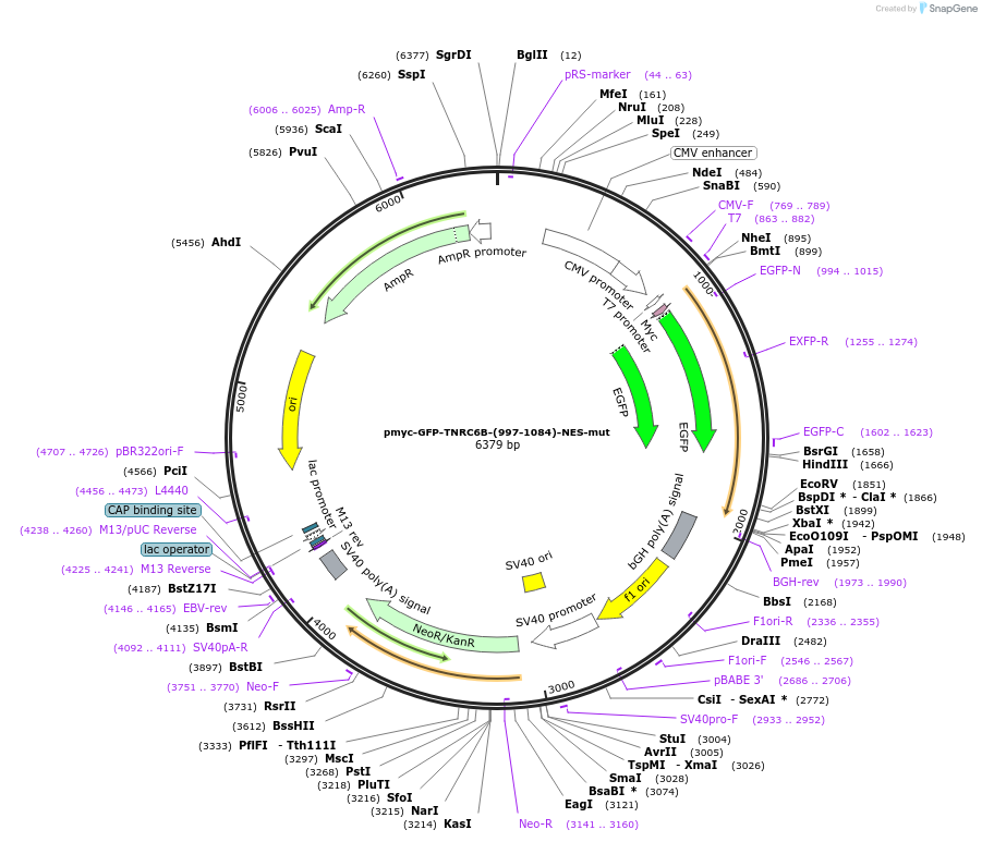 42025-plasmid-map-sequence-id-56809