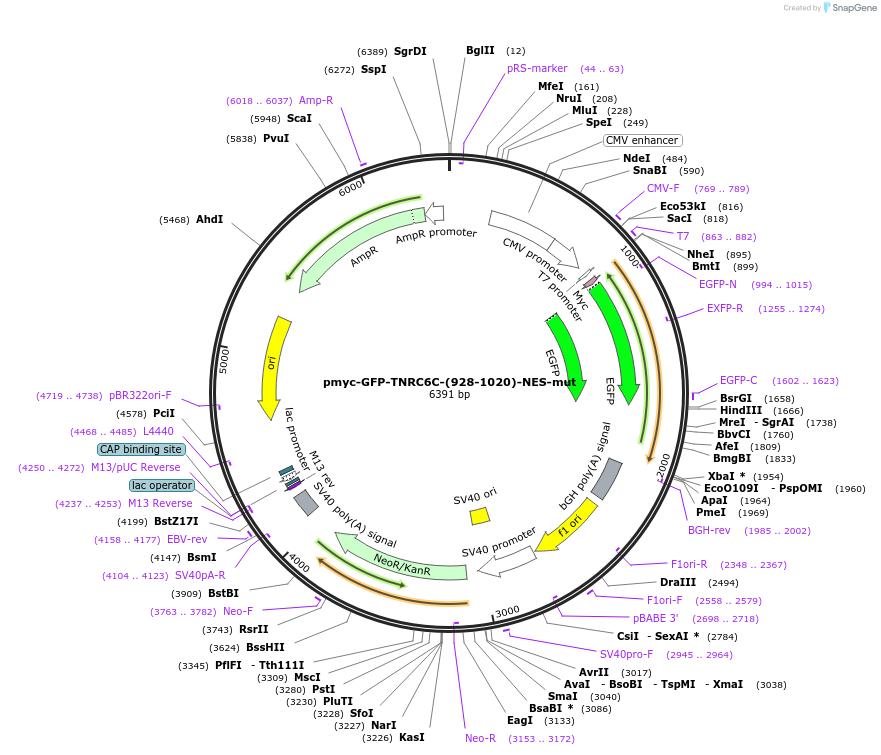 42027-plasmid-map-sequence-id-56810
