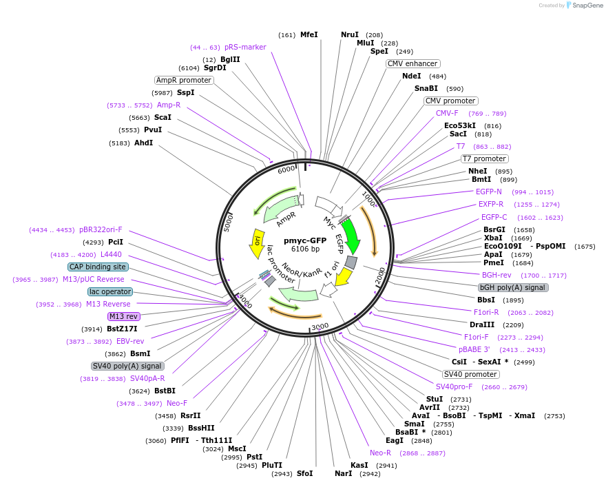 42028-plasmid-map-sequence-id-56811