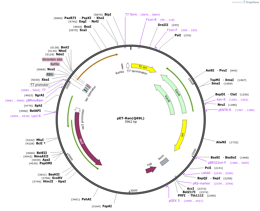 42048-plasmid-map-sequence-id-56813