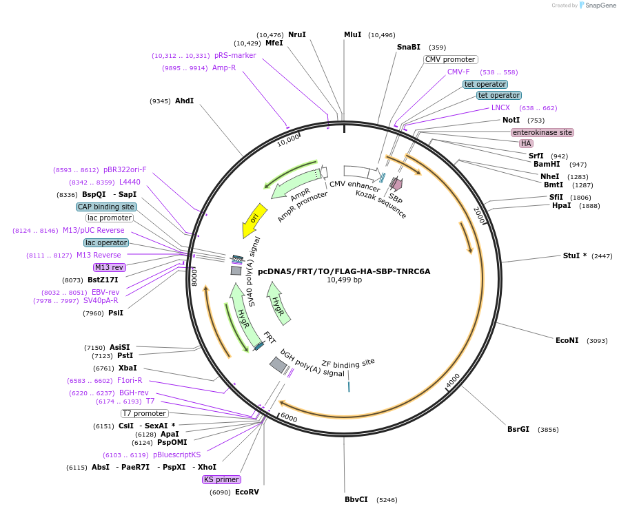 42044-plasmid-map-sequence-id-56820