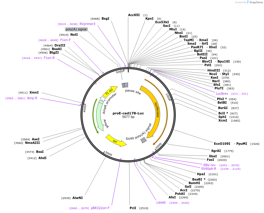 42081-plasmid-map-sequence-id-56823