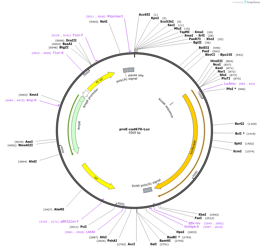 42083-plasmid-map-sequence-id-56824