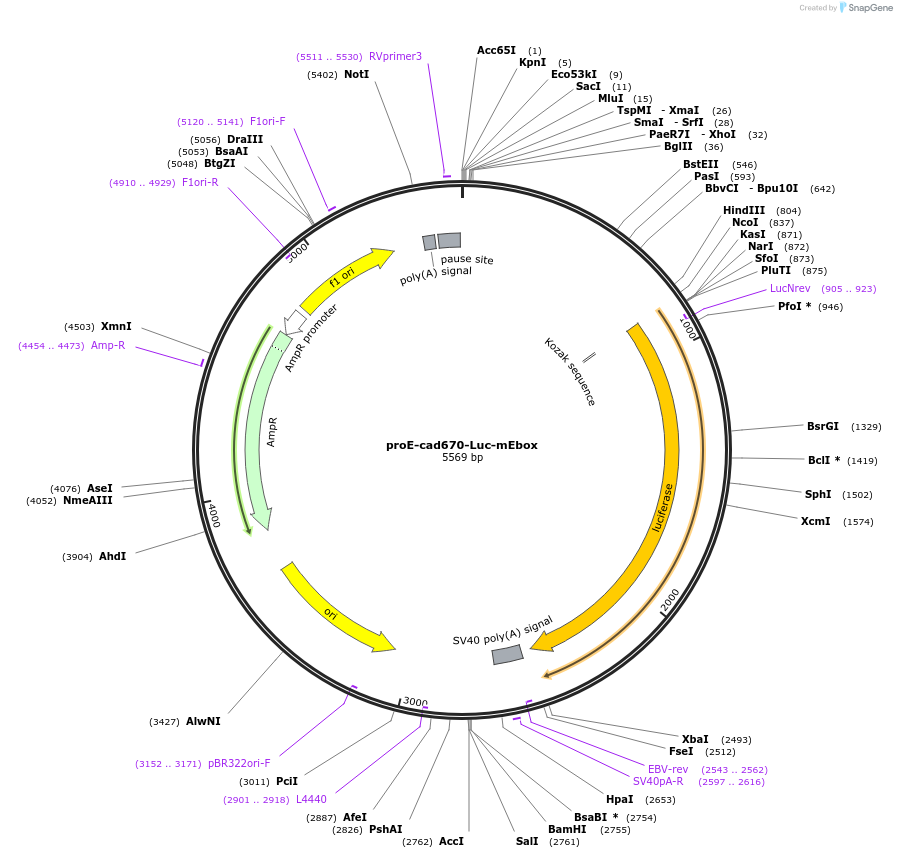42084-plasmid-map-sequence-id-56826