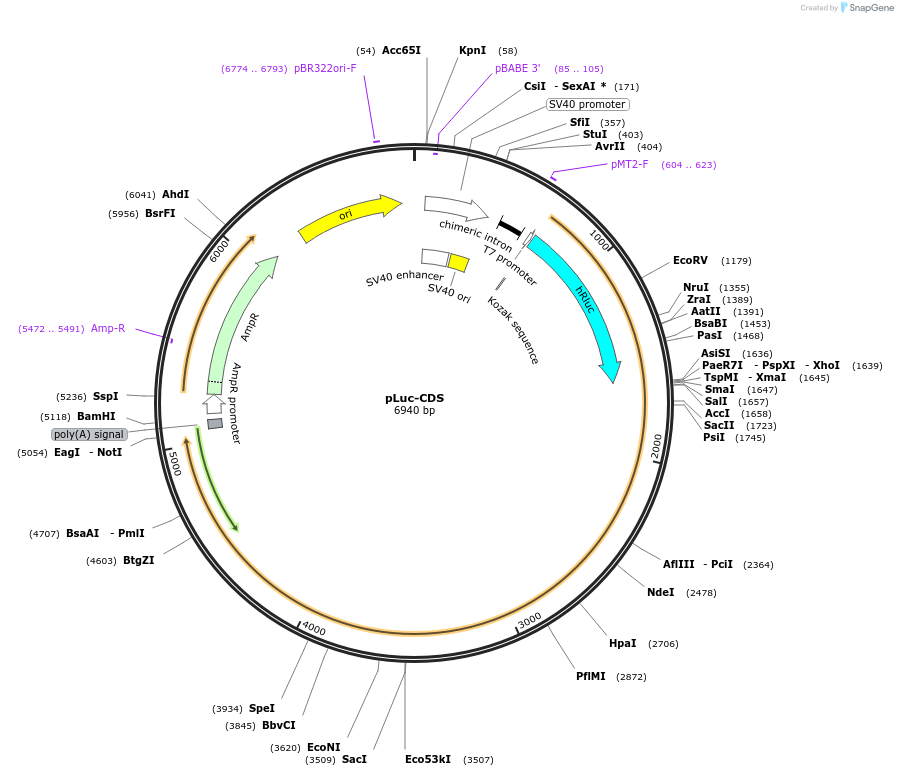 42100-plasmid-map-sequence-id-56837