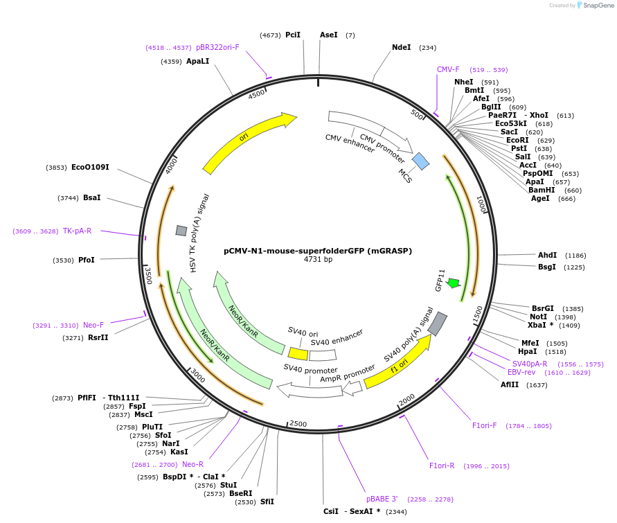 42143-plasmid-map-sequence-id-56897