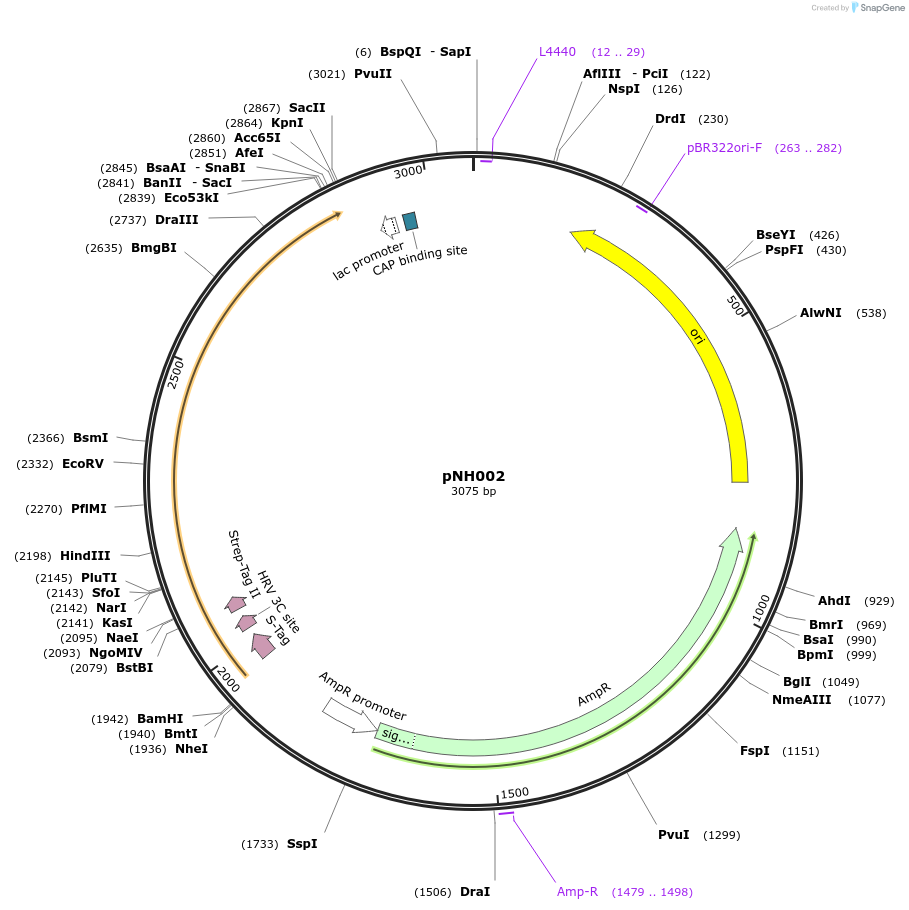 42145-plasmid-map-sequence-id-56919