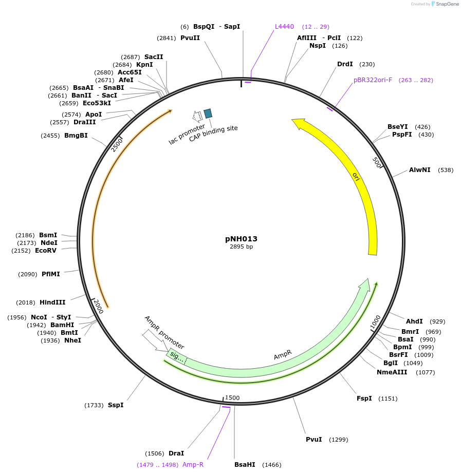 42147-plasmid-map-sequence-id-56921