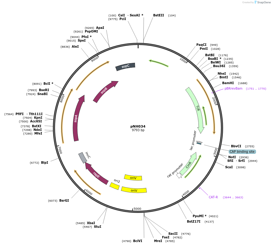 42150-plasmid-map-sequence-id-56924