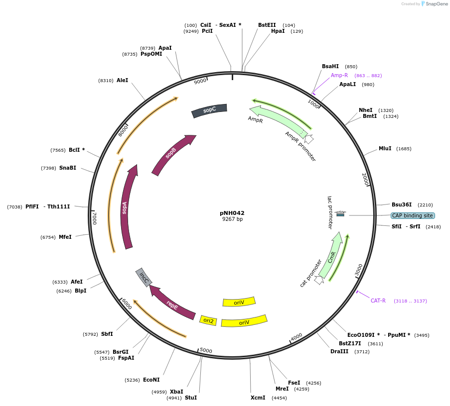 42154-plasmid-map-sequence-id-56937