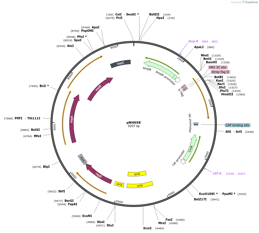 42161-plasmid-map-sequence-id-56959
