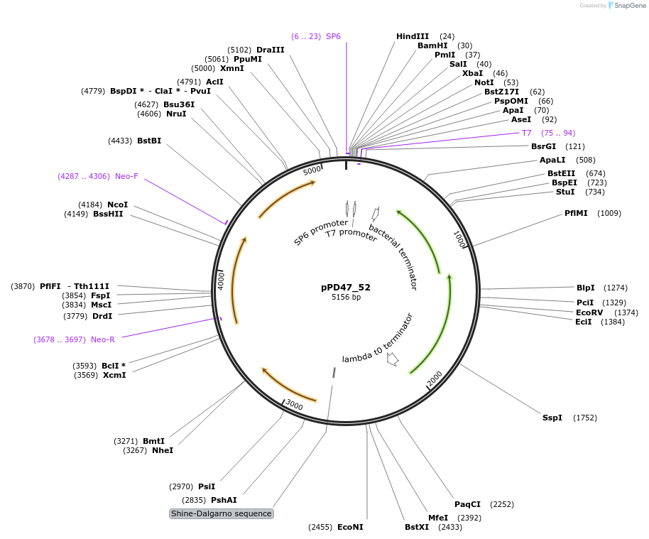 1446-plasmid-map-sequence-id-57