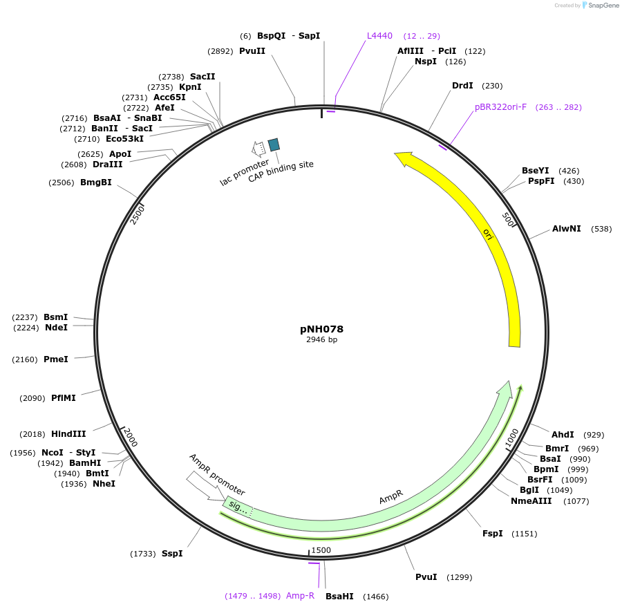 42164-plasmid-map-sequence-id-57005