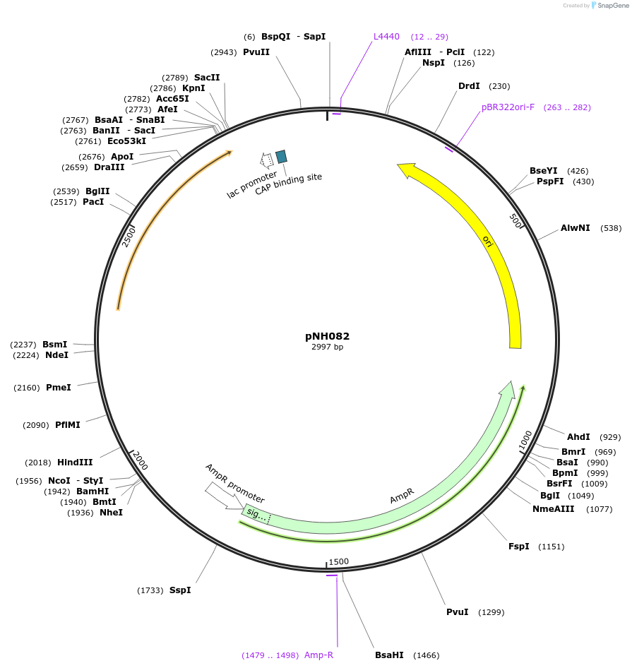 42165-plasmid-map-sequence-id-57006