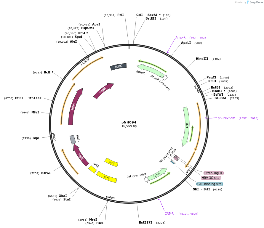 42167-plasmid-map-sequence-id-57008
