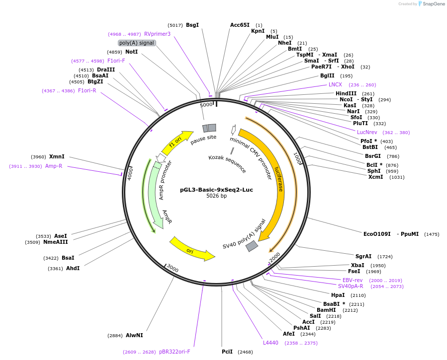 42214-plasmid-map-sequence-id-57009