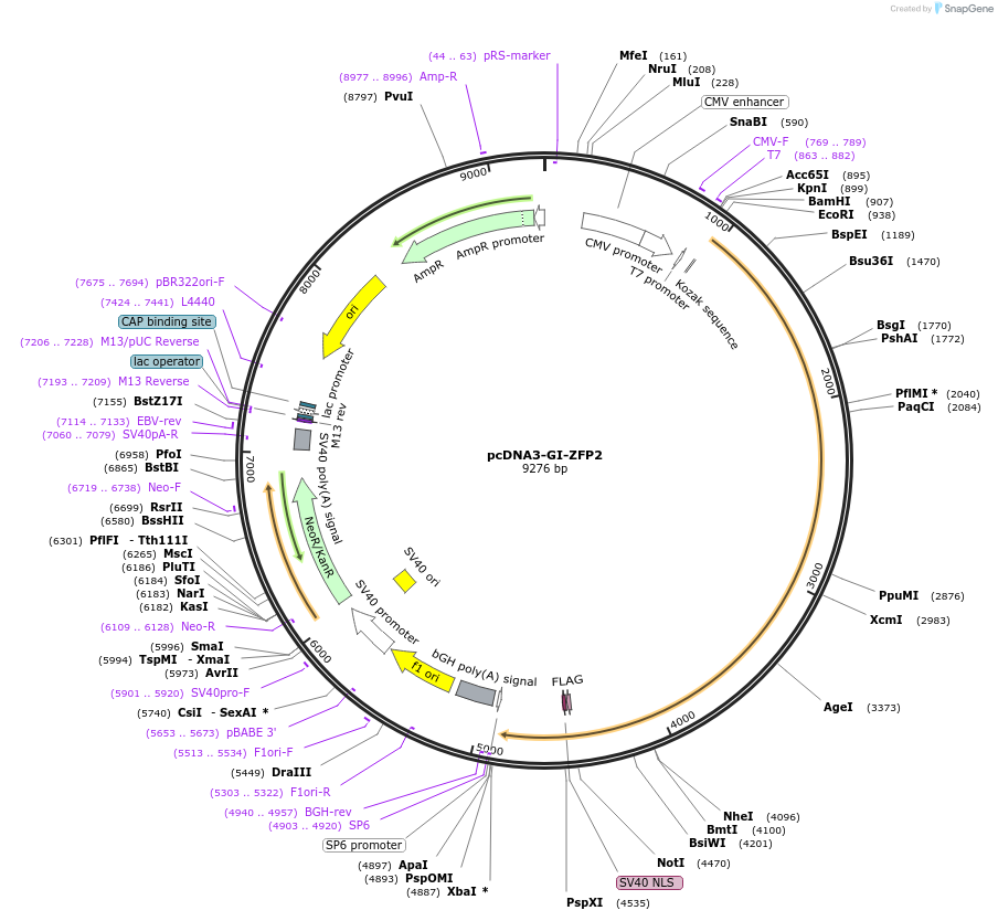 42215-plasmid-map-sequence-id-57010