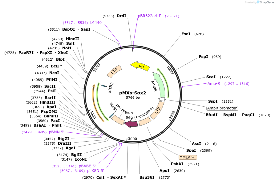 13367-plasmid-map-sequence-id-57017