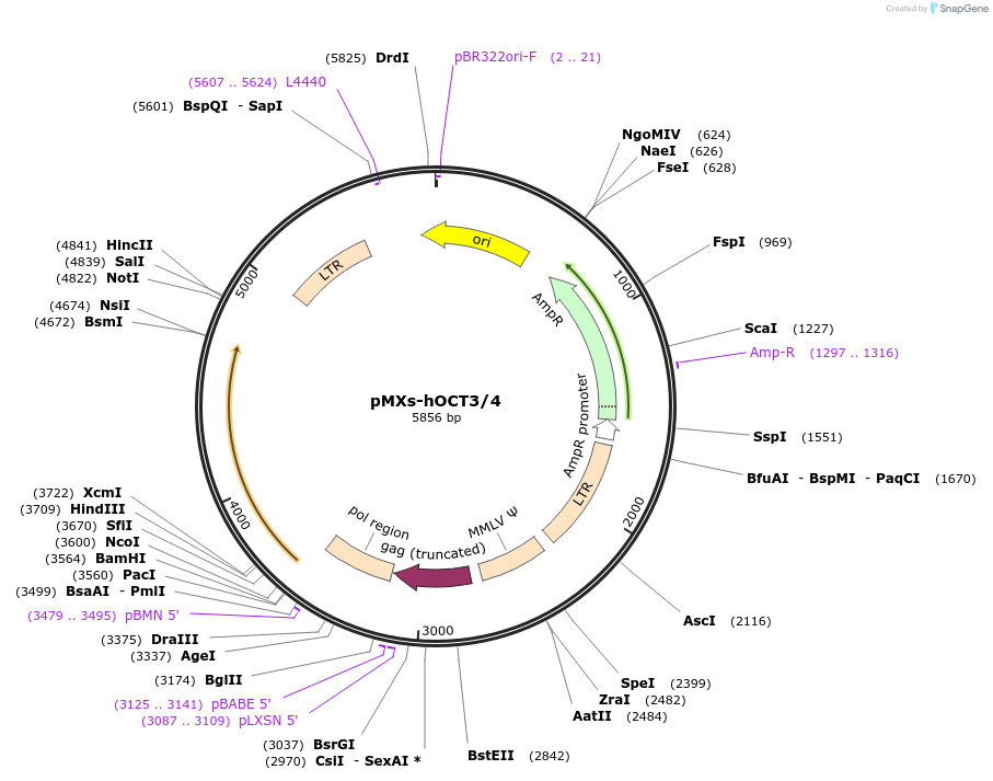 17217-plasmid-map-sequence-id-57021