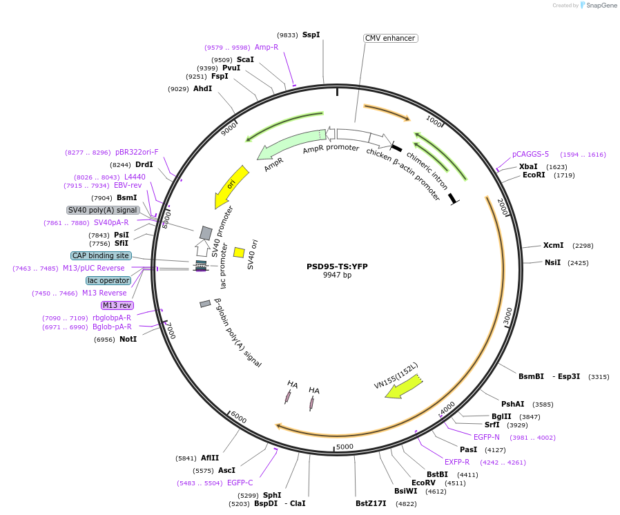 42225-plasmid-map-sequence-id-57025