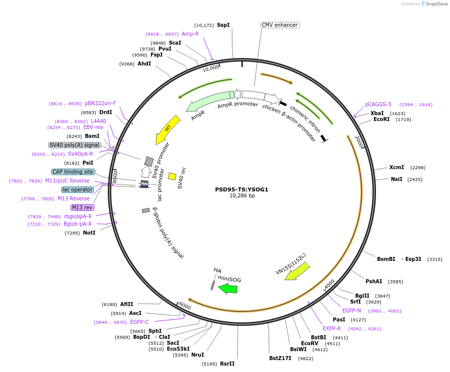 42226-plasmid-map-sequence-id-57026