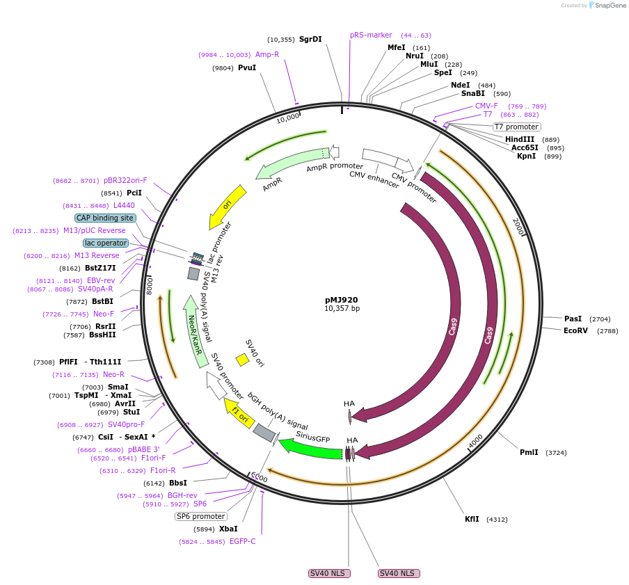 42234-plasmid-map-sequence-id-57040