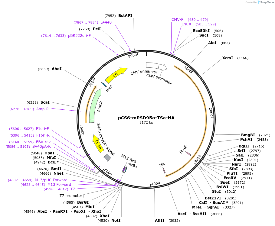 42235-plasmid-map-sequence-id-57041